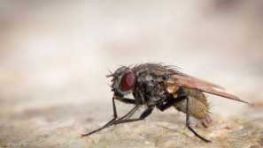 Moucha místnosti - která škoda a jak se vypořádat s nepříjemným hmyzem